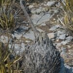Agave victoriae-reginae met bloeiende stengel, groen blad met witte strepen.
