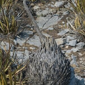 Agave victoriae-reginae met bloeiende stengel, groen blad met witte strepen.