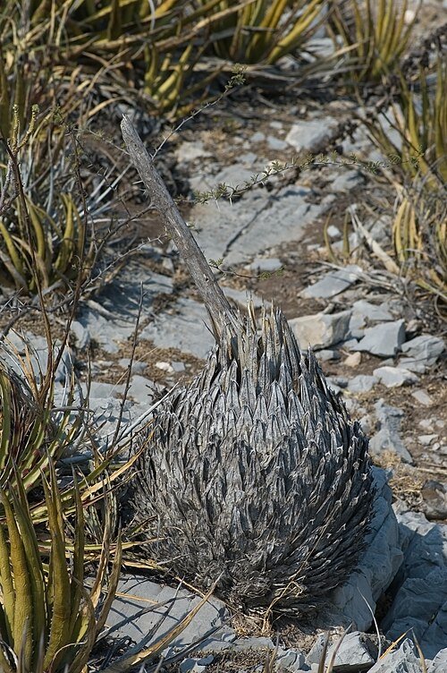 Agave victoriae-reginae met bloeiende stengel, groen blad met witte strepen.