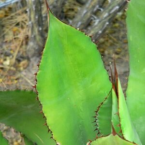 Agave bovicornuta met stekelige, bonte bladeren in blauwgroene tint.