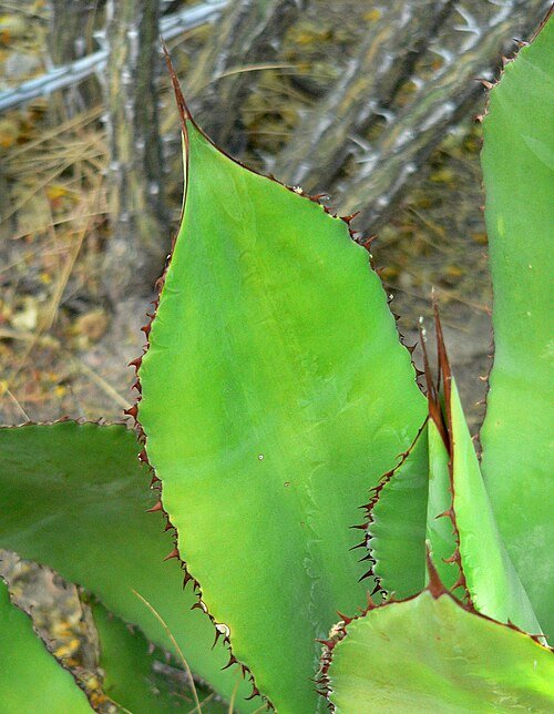 Agave bovicornuta met stekelige, bonte bladeren in blauwgroene tint.
