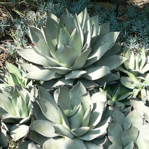 Compacte Agave parryi vetplant met dikke blauwgroene bladeren in rosettevorm.