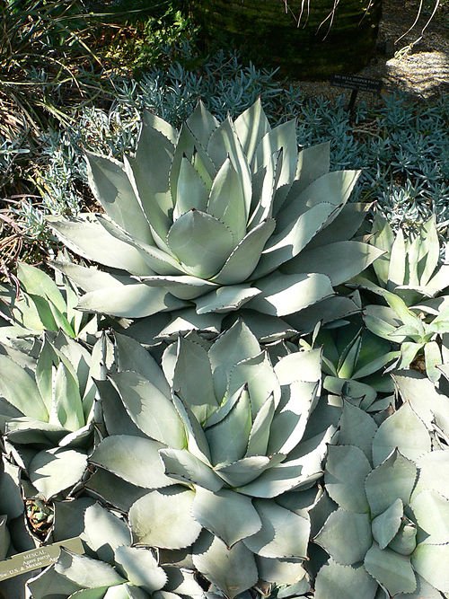Compacte Agave parryi vetplant met dikke blauwgroene bladeren in rosettevorm.