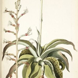 Agave virginica plant met lange, puntige groene bladeren in rozetvorm.