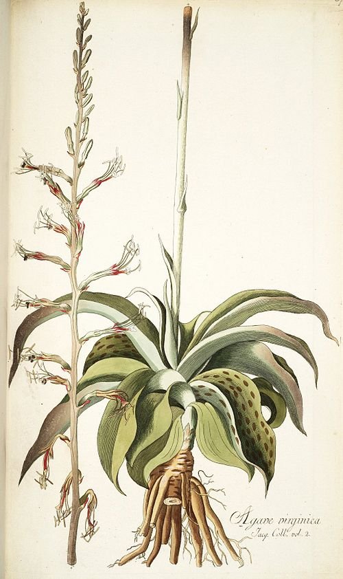 Agave virginica plant met lange, puntige groene bladeren in rozetvorm.