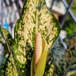 Aglaonema plant met groen blad en witte vlekken, geschikt voor halfschaduw tot schaduw.