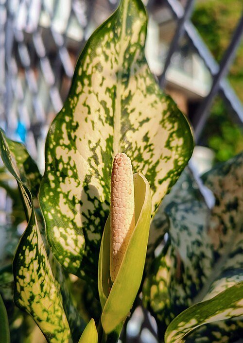 Aglaonema plant met groen blad en witte vlekken, geschikt voor halfschaduw tot schaduw.