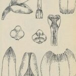 Gele Aglossorrhyncha orchidee botanische illustratie.