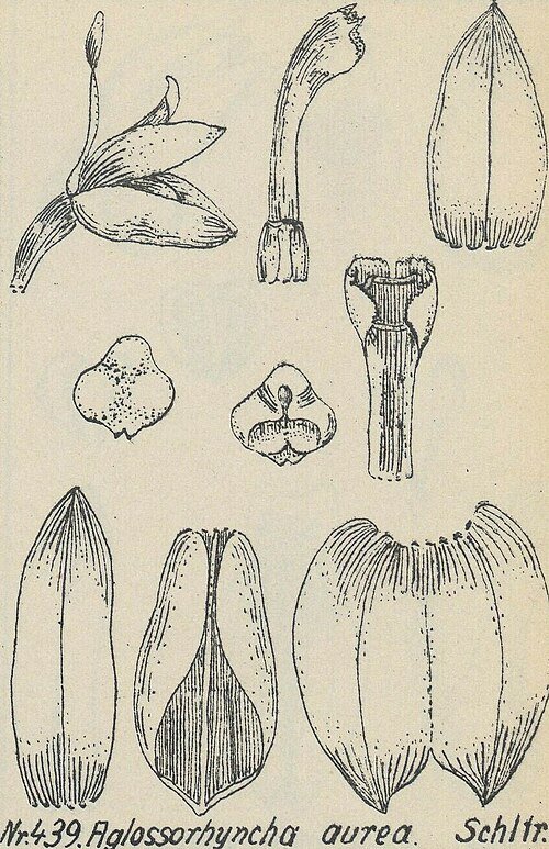 Gele Aglossorrhyncha orchidee botanische illustratie.