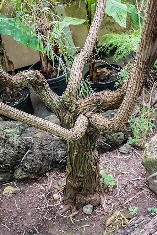 Agonis flexuosa in Palm House Schoenbrunn, groen blad in serre.