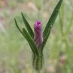 Bloeiende rode bolderik bloemen op zandgrond.