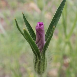 Bloeiende rode bolderik bloemen op zandgrond.