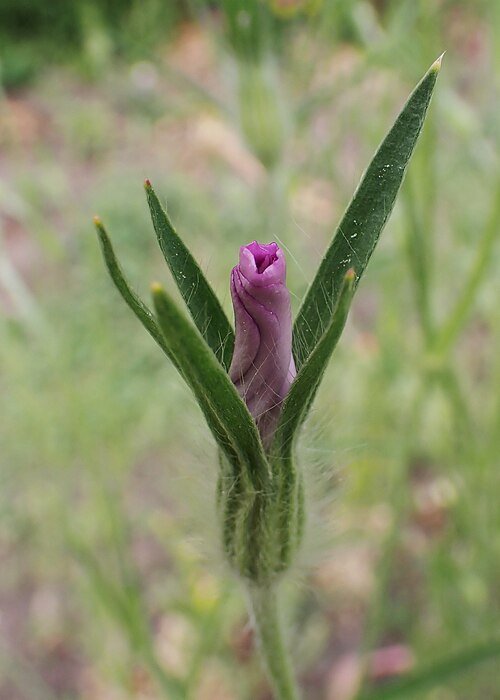 Bloeiende rode bolderik bloemen op zandgrond.