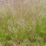 Agrostis nebulosa gras met fijne groene bladeren op natuurlijke achtergrond.