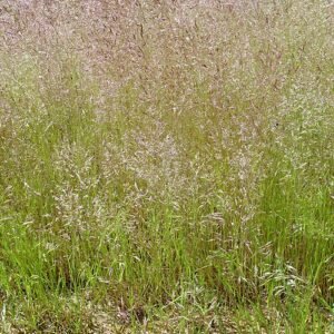 Agrostis nebulosa gras met fijne groene bladeren op natuurlijke achtergrond.