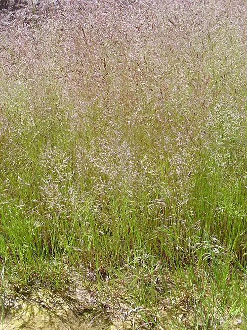Agrostis nebulosa gras met fijne groene bladeren op natuurlijke achtergrond.