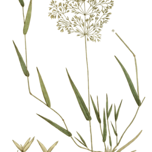 Fijnbloemig groen gras met zachte textuur en bloeiwijze.