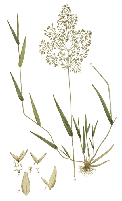 Fijnbloemig groen gras met zachte textuur en bloeiwijze.