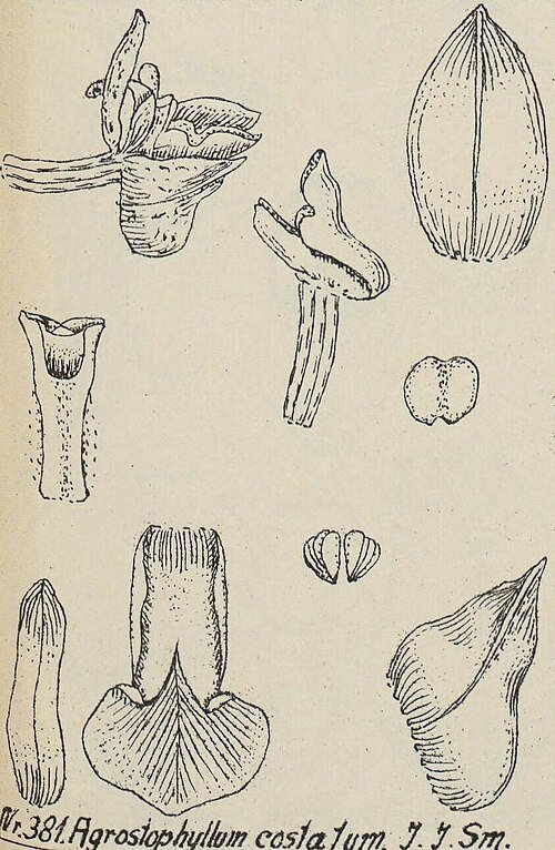 Agrostophyllum elongatum orchidee bloem op groen blad achtergrond.
