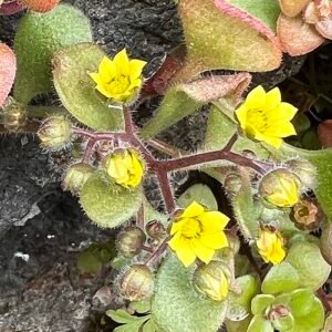 Aichryson villosum plant met vlezige groene bladeren in natuurlijke omgeving.