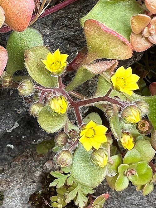 Aichryson villosum plant met vlezige groene bladeren in natuurlijke omgeving.