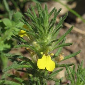 Ajuga chamaepitys plant op kleigrond met winterhardheid.