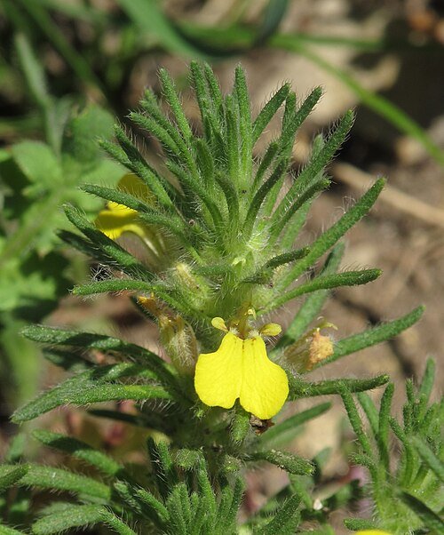 Ajuga chamaepitys plant op kleigrond met winterhardheid.