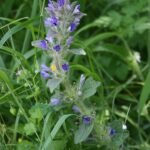 Ajuga orientalis paarse bloemen en groen blad tegen zonnige achtergrond.