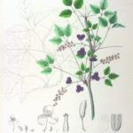 Akebia trifoliata bloemen met groene bladeren op een witte achtergrond.