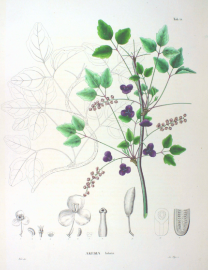 Akebia trifoliata bloemen met groene bladeren op een witte achtergrond.