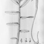 Illustratie van Orleanesia orchidee in Flora Brasiliensis, 1898-1902.