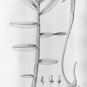 Illustratie van Orleanesia orchidee in Flora Brasiliensis, 1898-1902.