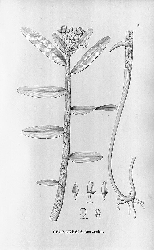 Illustratie van Orleanesia orchidee in Flora Brasiliensis, 1898-1902.