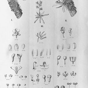 Orchidee-illustratie: gedetailleerde roze en groene bloemen en bladeren.