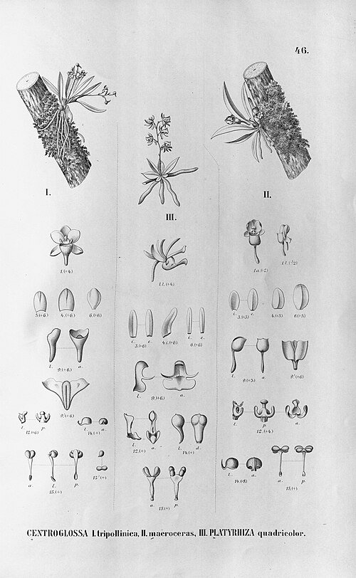 Orchidee-illustratie: gedetailleerde roze en groene bloemen en bladeren.