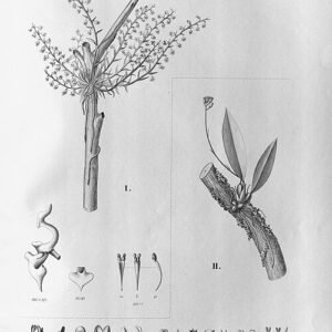 Rode orchidee met verfijnde bloemblaadjes en groene bladeren.