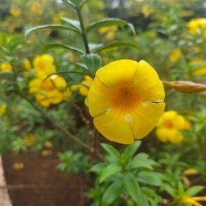 Allamanda cathartica bloem in volle bloei met heldere gele bloemblaadjes.