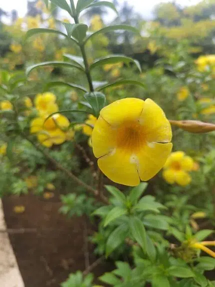 Allamanda cathartica bloem in volle bloei met heldere gele bloemblaadjes.