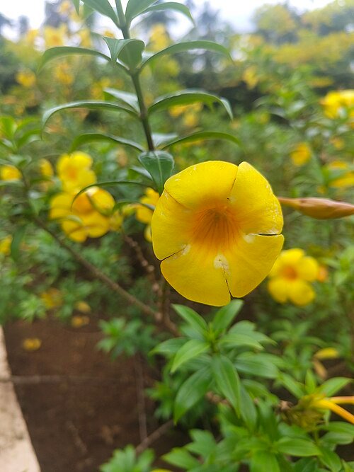Allamanda cathartica bloem in volle bloei met heldere gele bloemblaadjes.