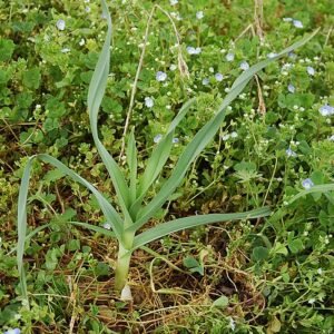 Allium polyanthum bloemen in paarse tinten met groene stelen.