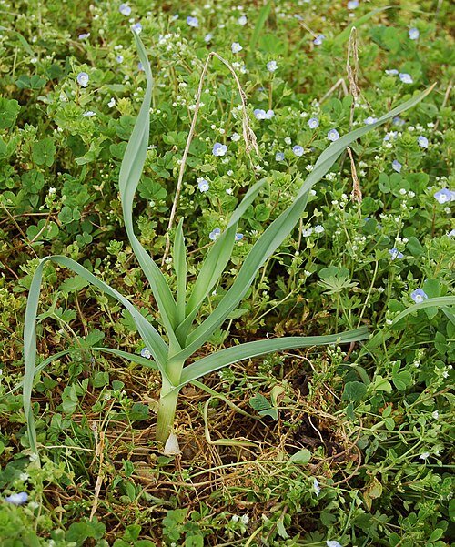 Allium polyanthum bloemen in paarse tinten met groene stelen.
