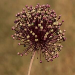 Prei groeit in de natuur op een veld met paarse bloemen.