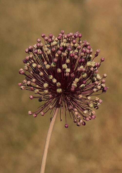 Prei groeit in de natuur op een veld met paarse bloemen.