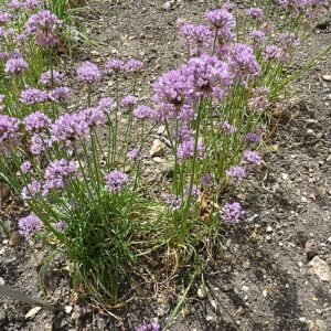 Allium angulosum plant with delicate white flowers on green stems.