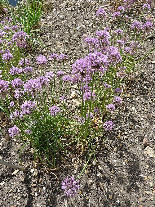Allium angulosum plant with delicate white flowers on green stems.
