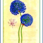 Blauwe Allium bloem in volle bloei op een groene achtergrond.