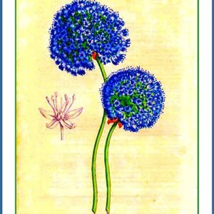 Blauwe Allium bloem in volle bloei op een groene achtergrond.