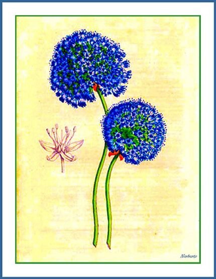 Blauwe Allium bloem in volle bloei op een groene achtergrond.