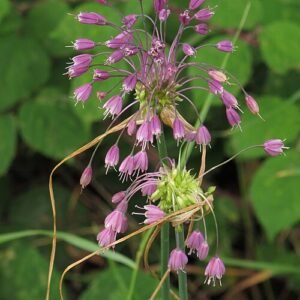Paarse Allium bloem in close-up weergave.