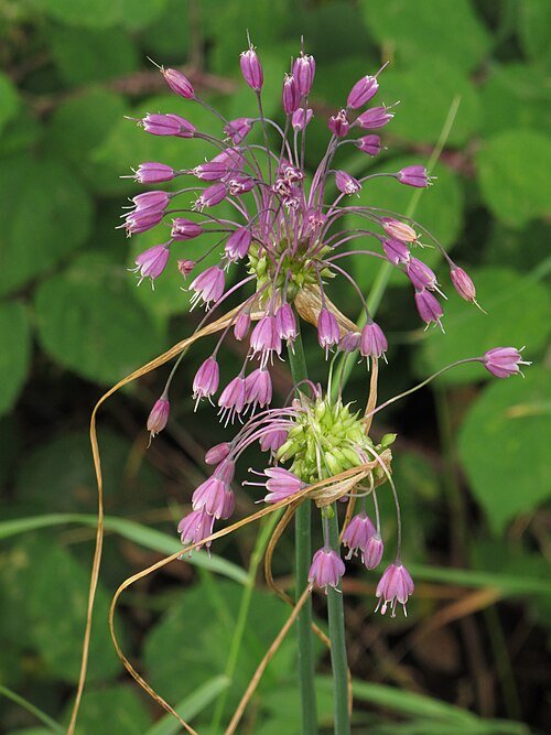 Paarse Allium bloem in close-up weergave.